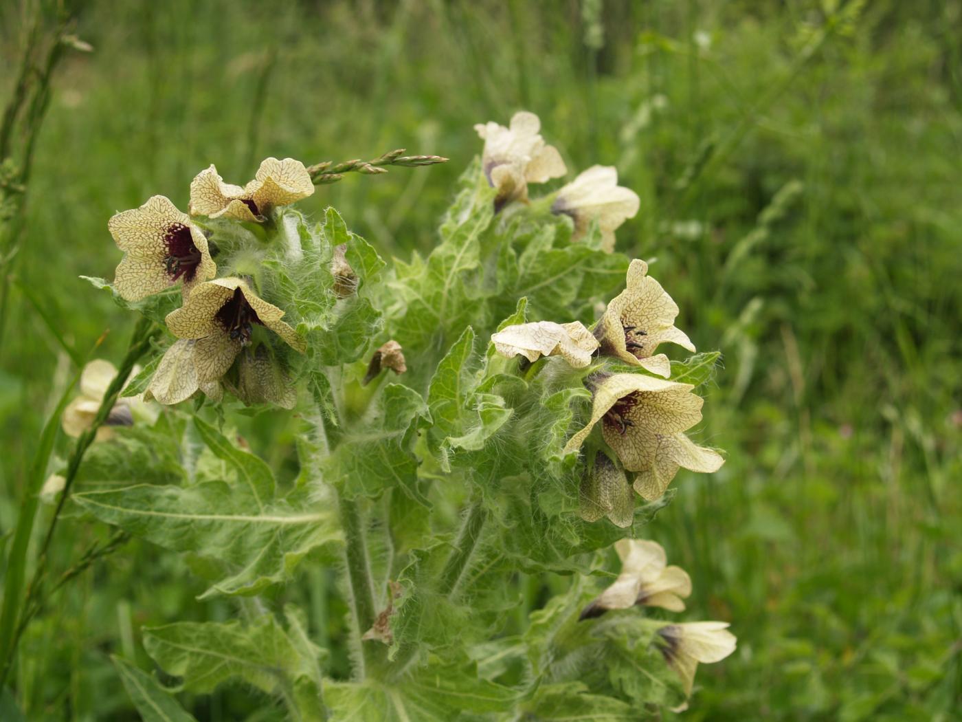 Henbane flower